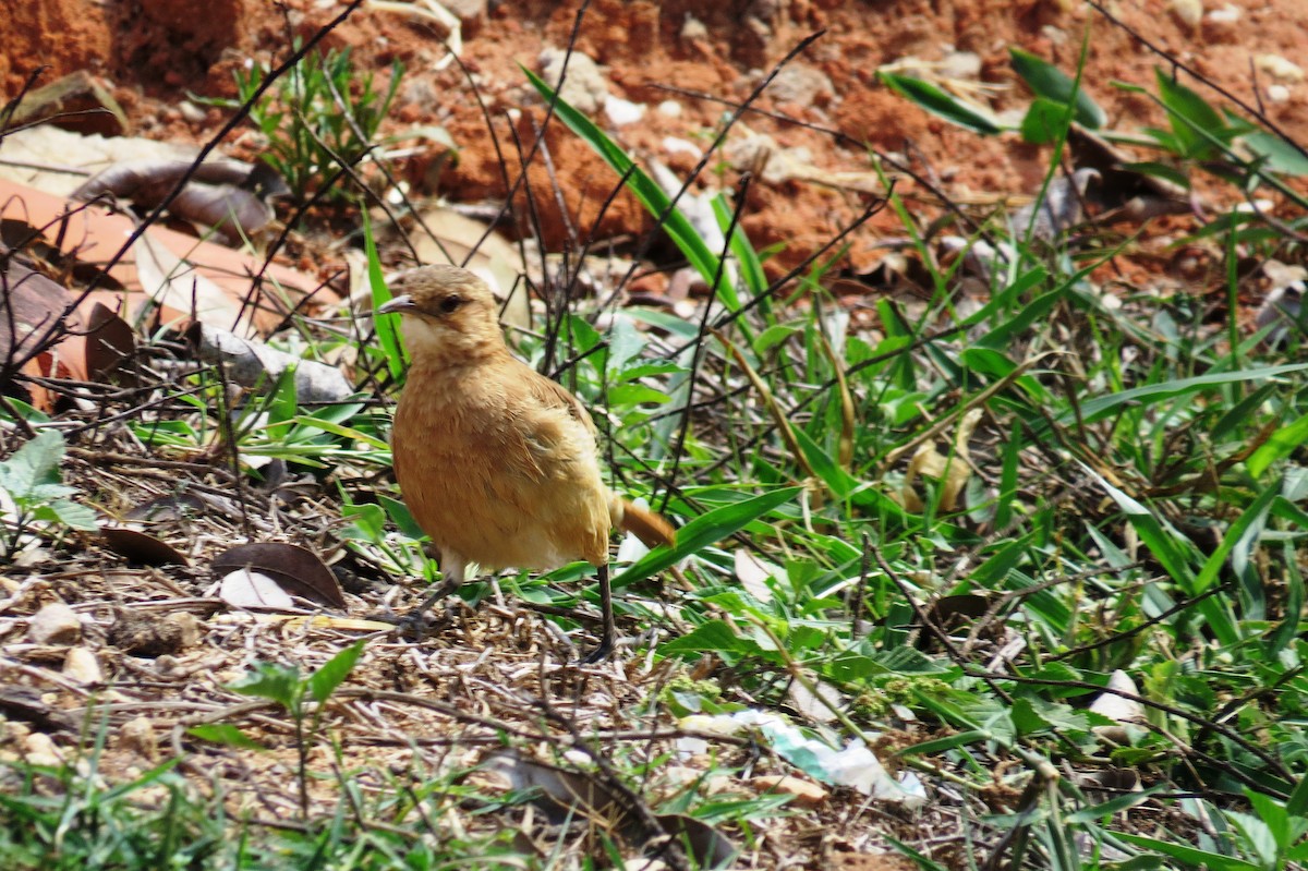Рыжий печник - ML646533792