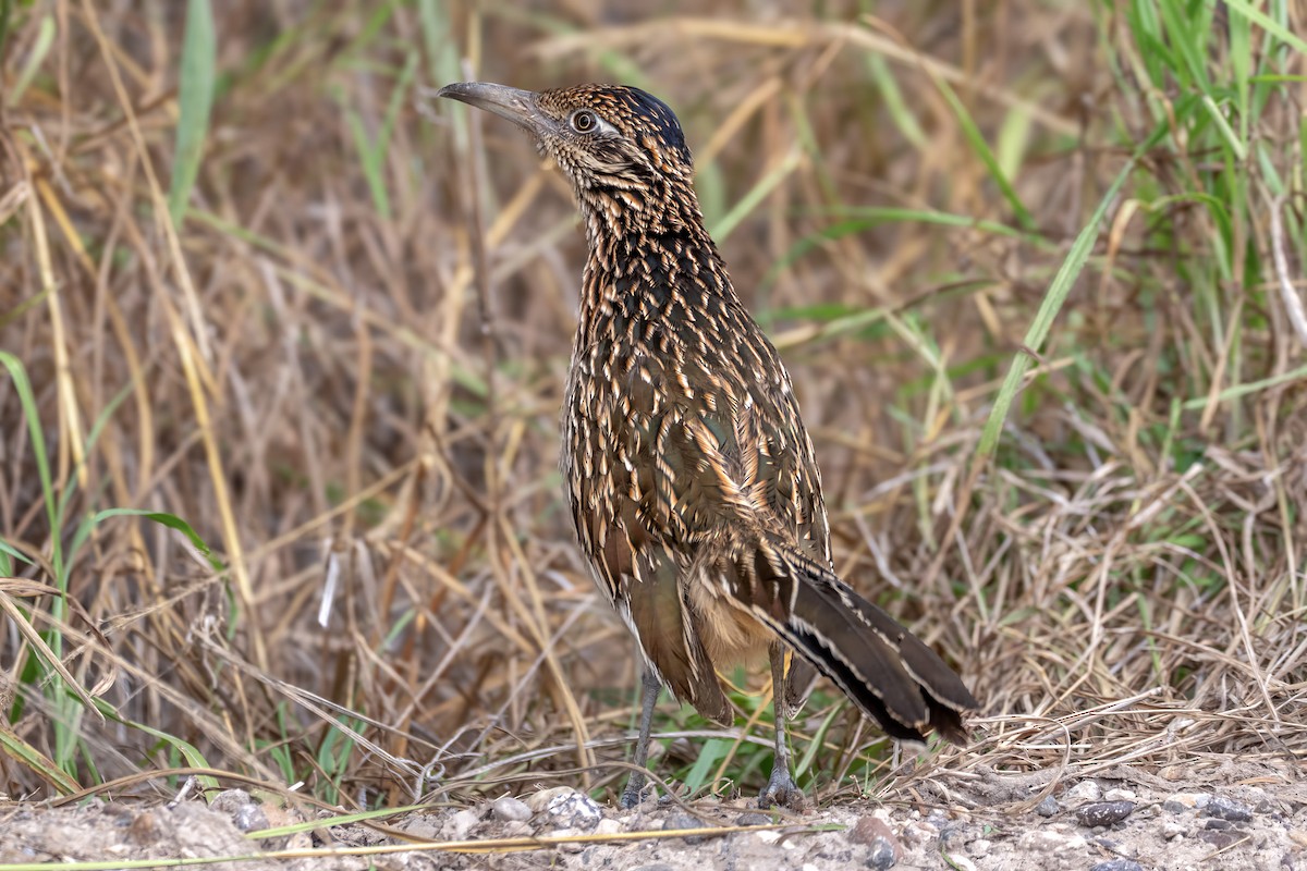 オオミチバシリ - ML646533794