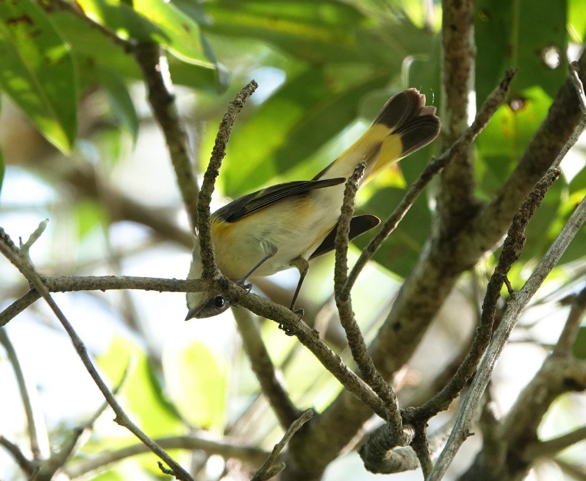 סבכון חכלילי - ML646533795