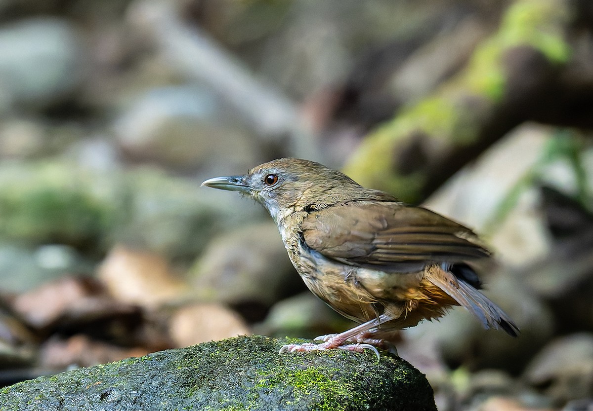 Abbott's Babbler - ML646533797