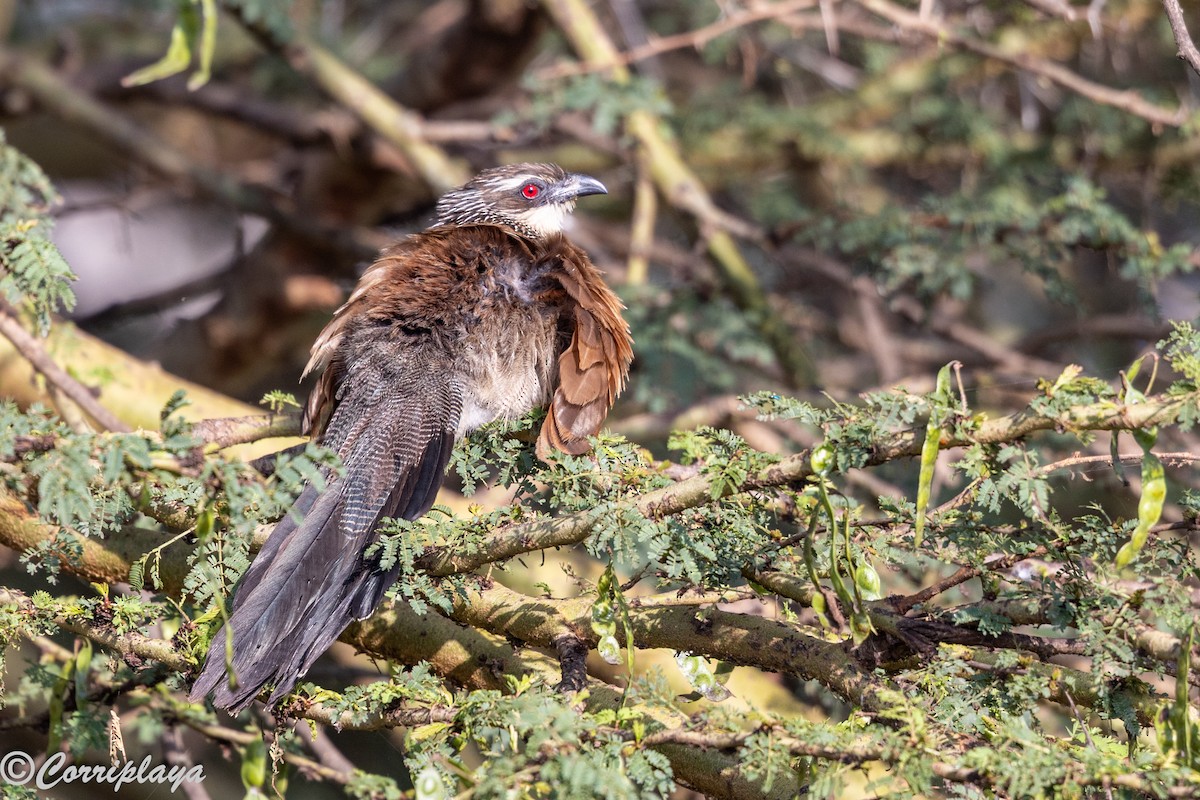 Ak Kaşlı Kukal - ML646533798