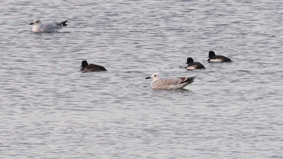 Goéland pontique - ML646533799