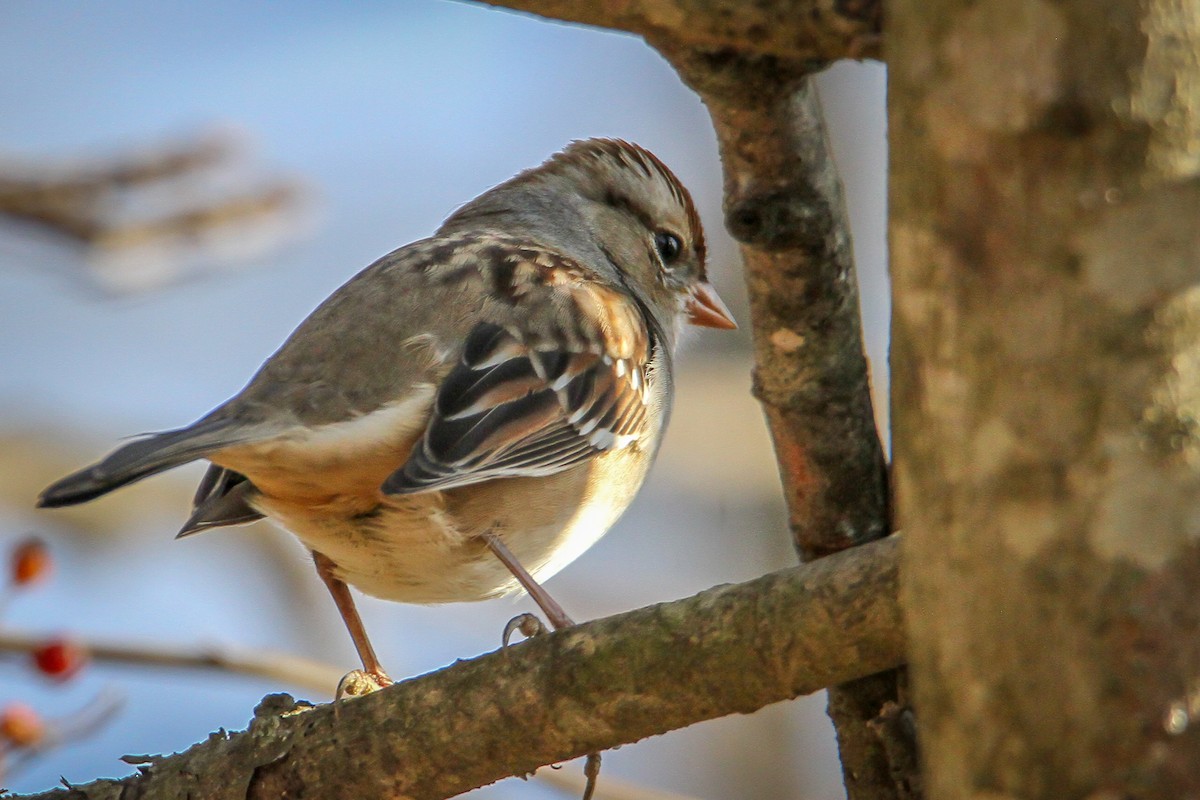 White-crowned Sparrow - ML646533807
