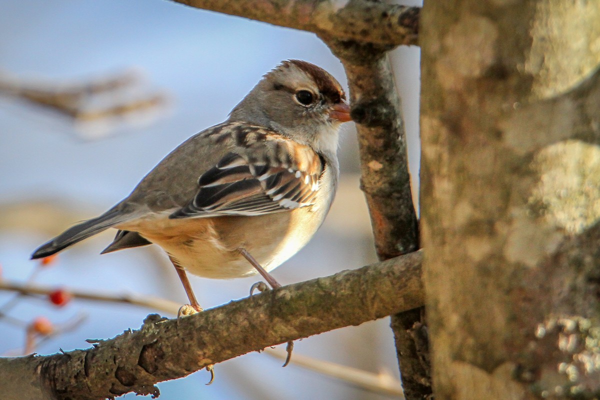 White-crowned Sparrow - ML646533809