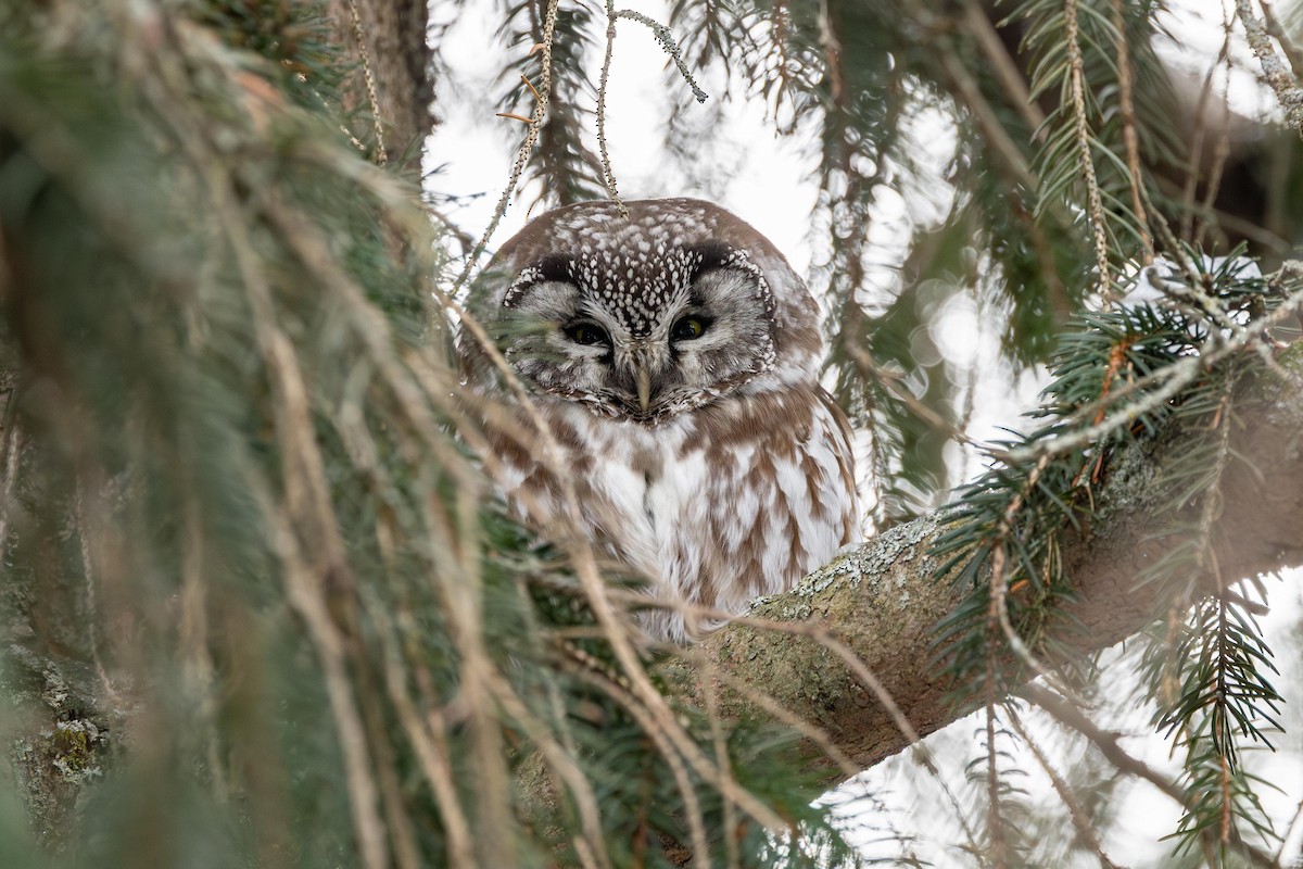 キンメフクロウ - ML646533813