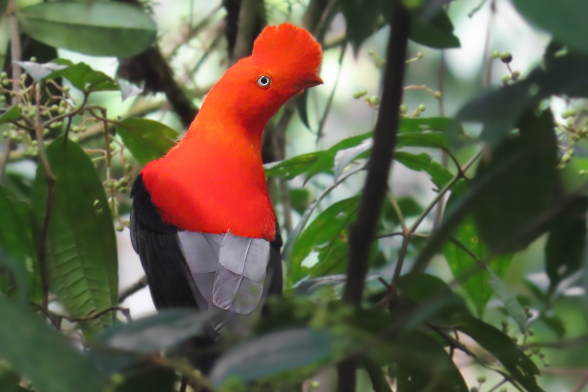 Gallito de las Rocas Peruano - ML646533818