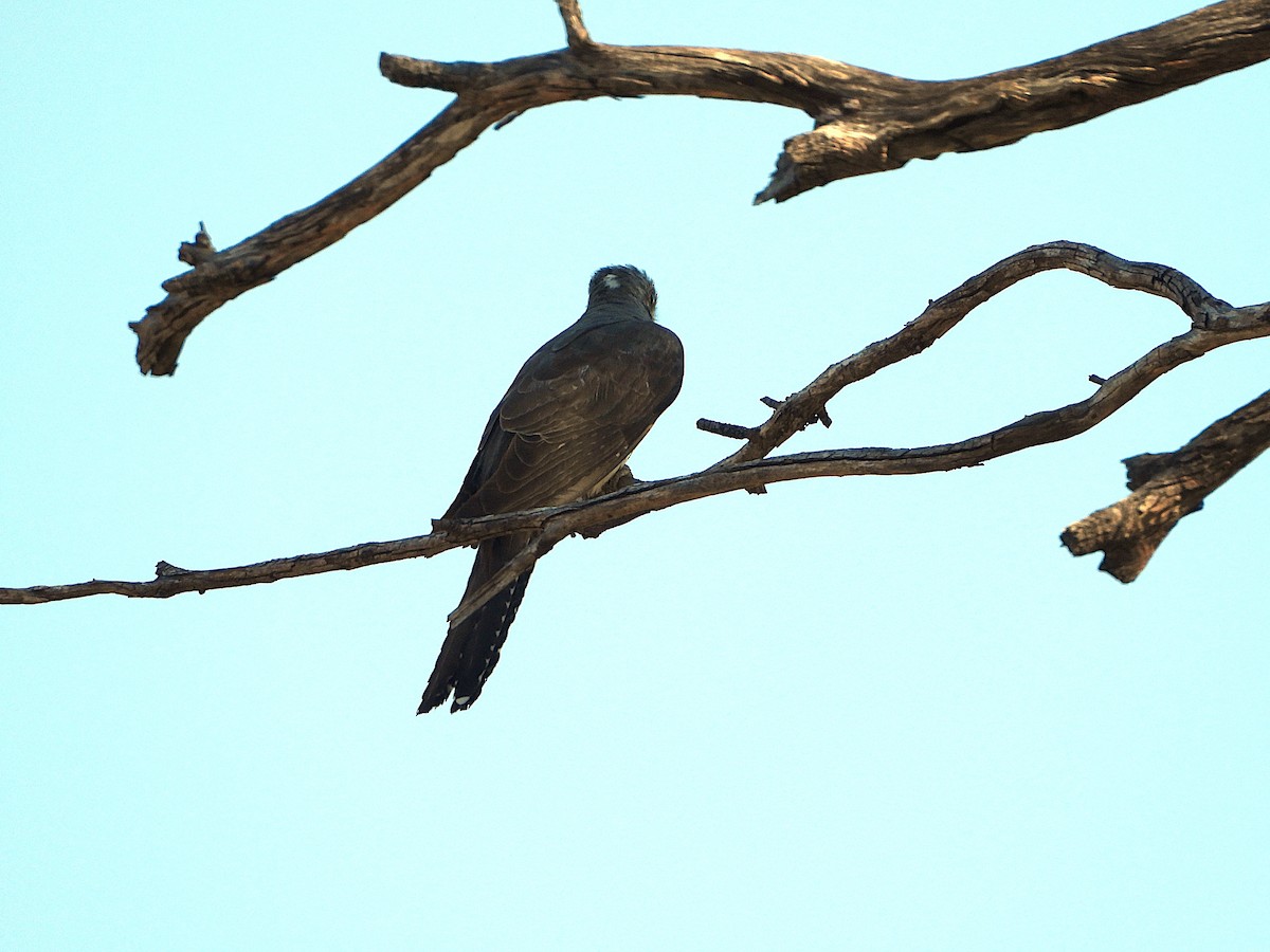 kukačka australská - ML646533823