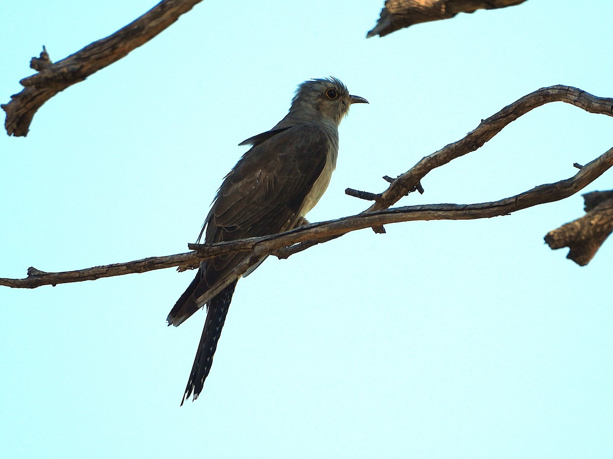 kukačka australská - ML646533824