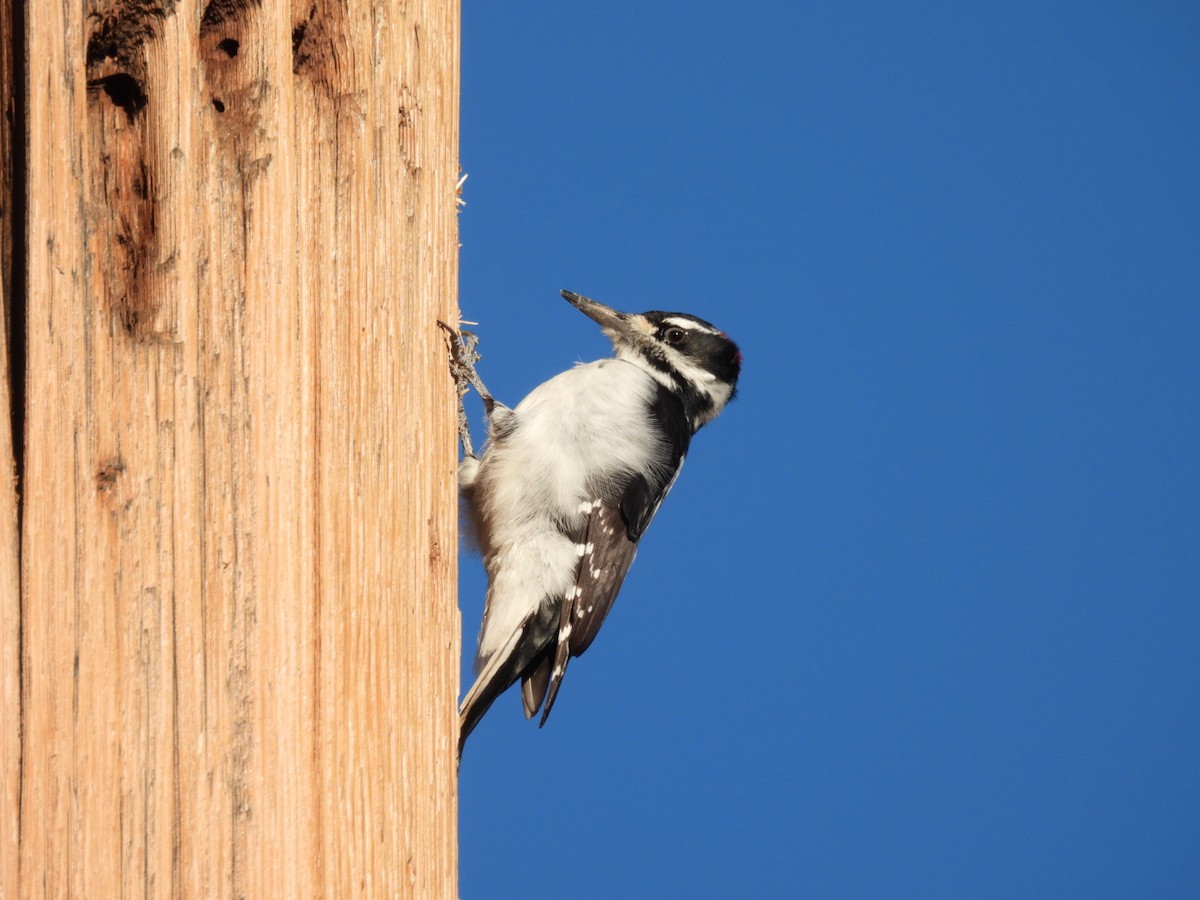 Hairy Woodpecker (Rocky Mts.) - ML646533825