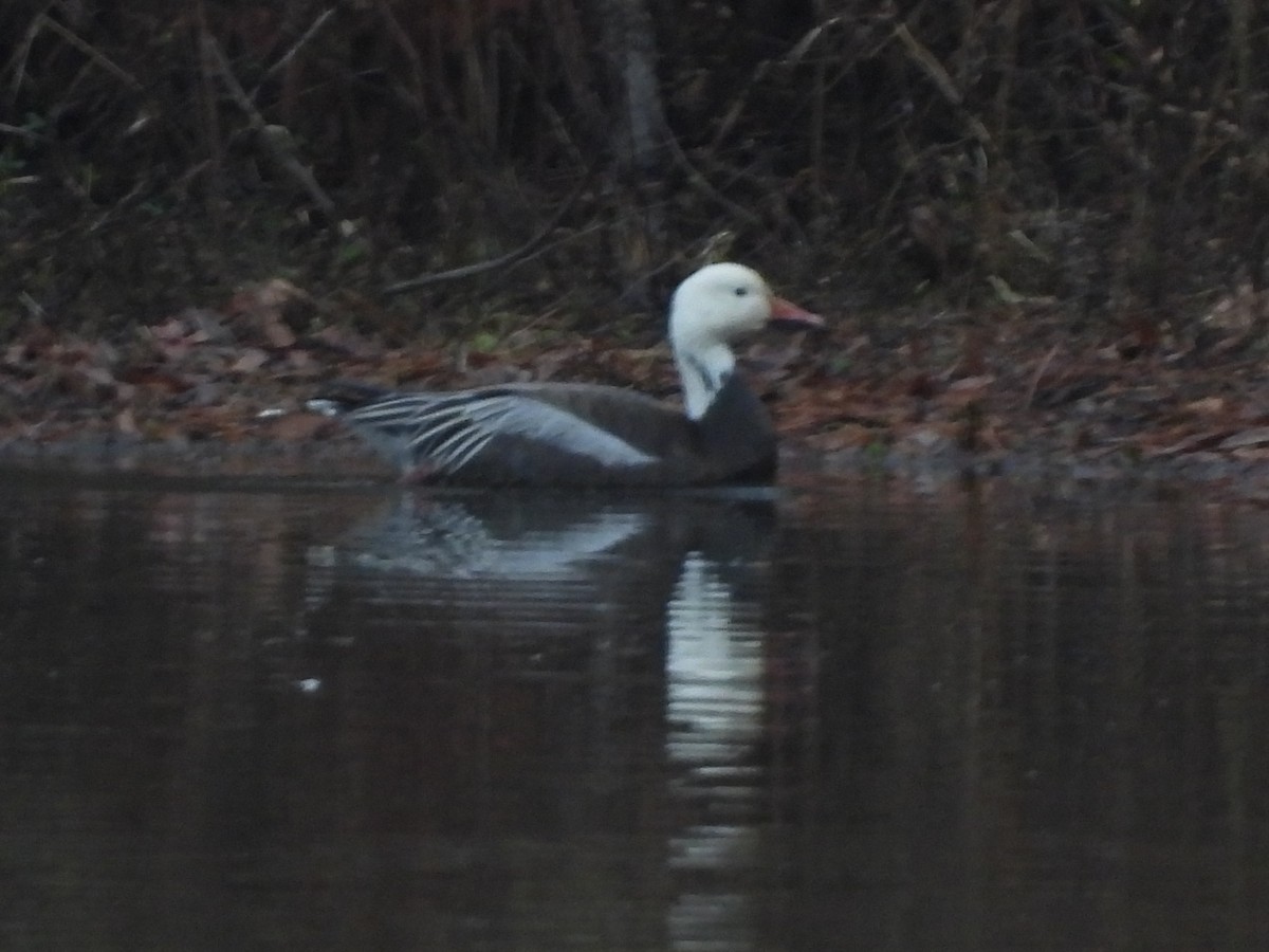 Snow Goose - ML646533827