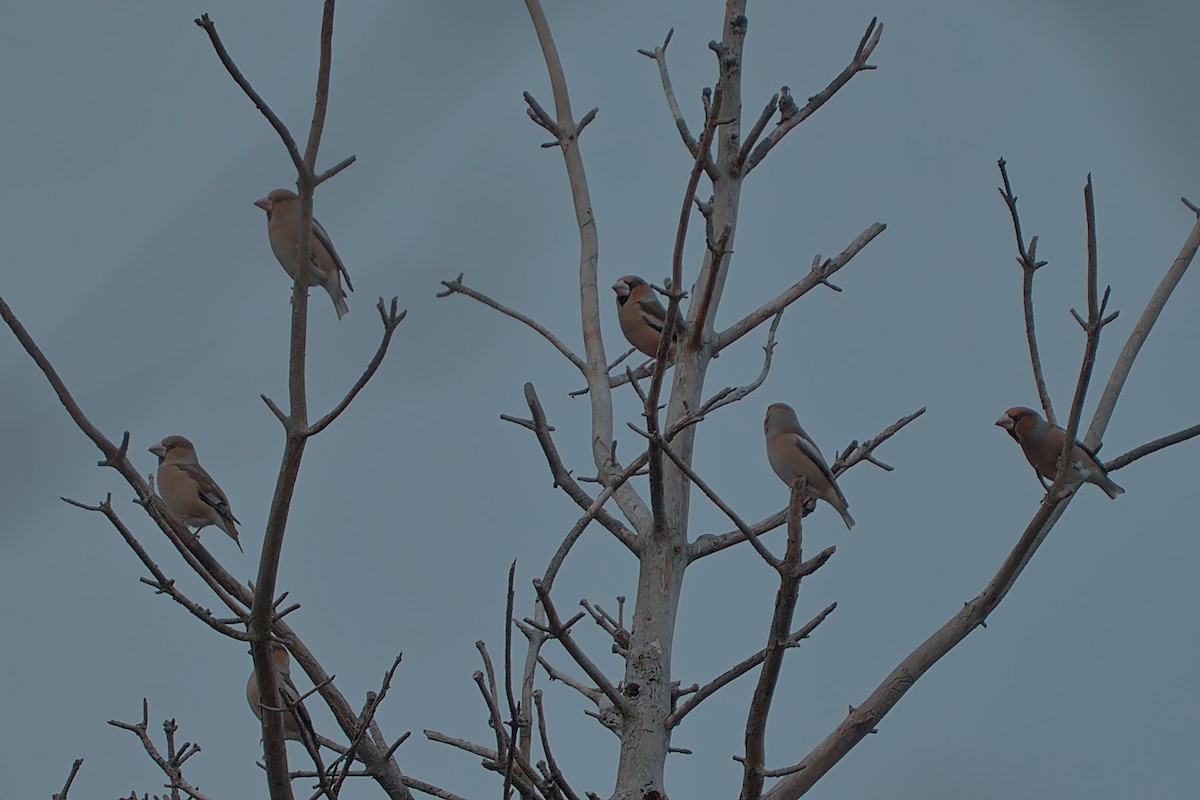 Hawfinch - ML646533829