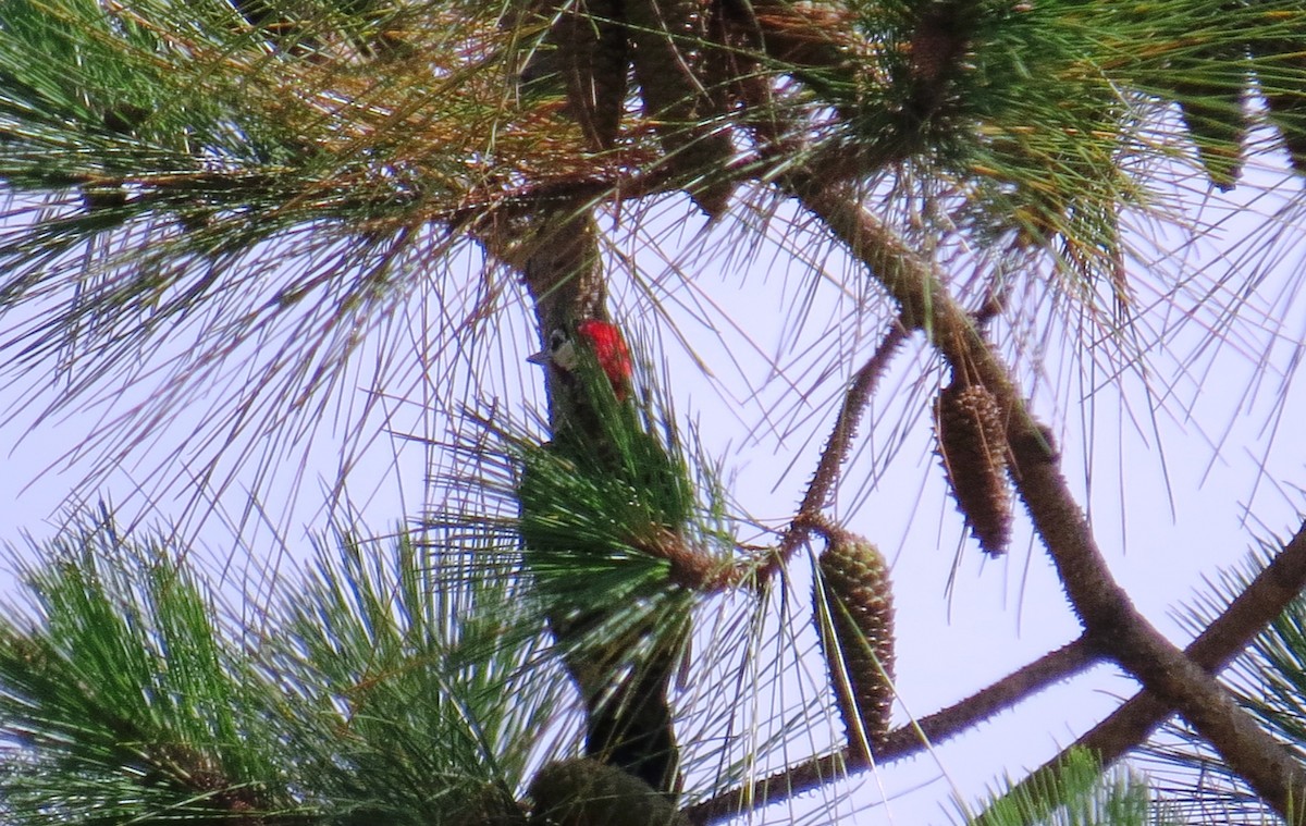 Полосатая желна - ML646533832