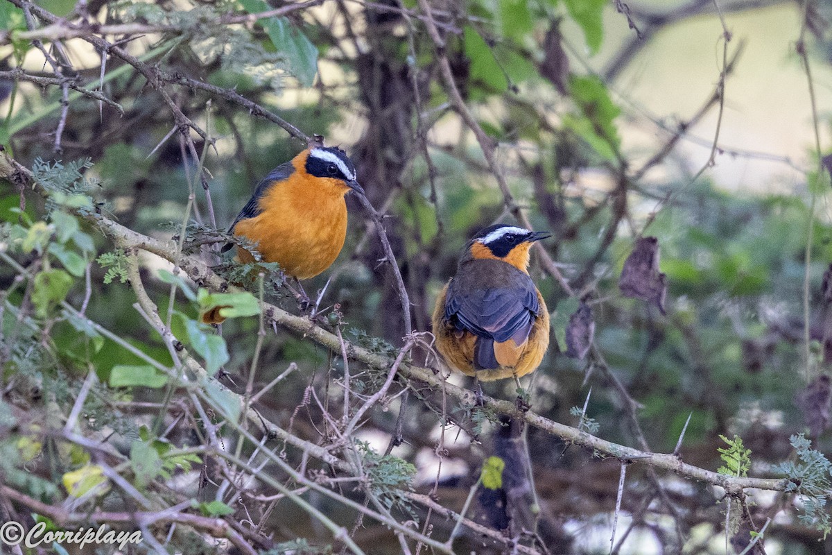 Heuglin Kızılca Bülbülü - ML646533834