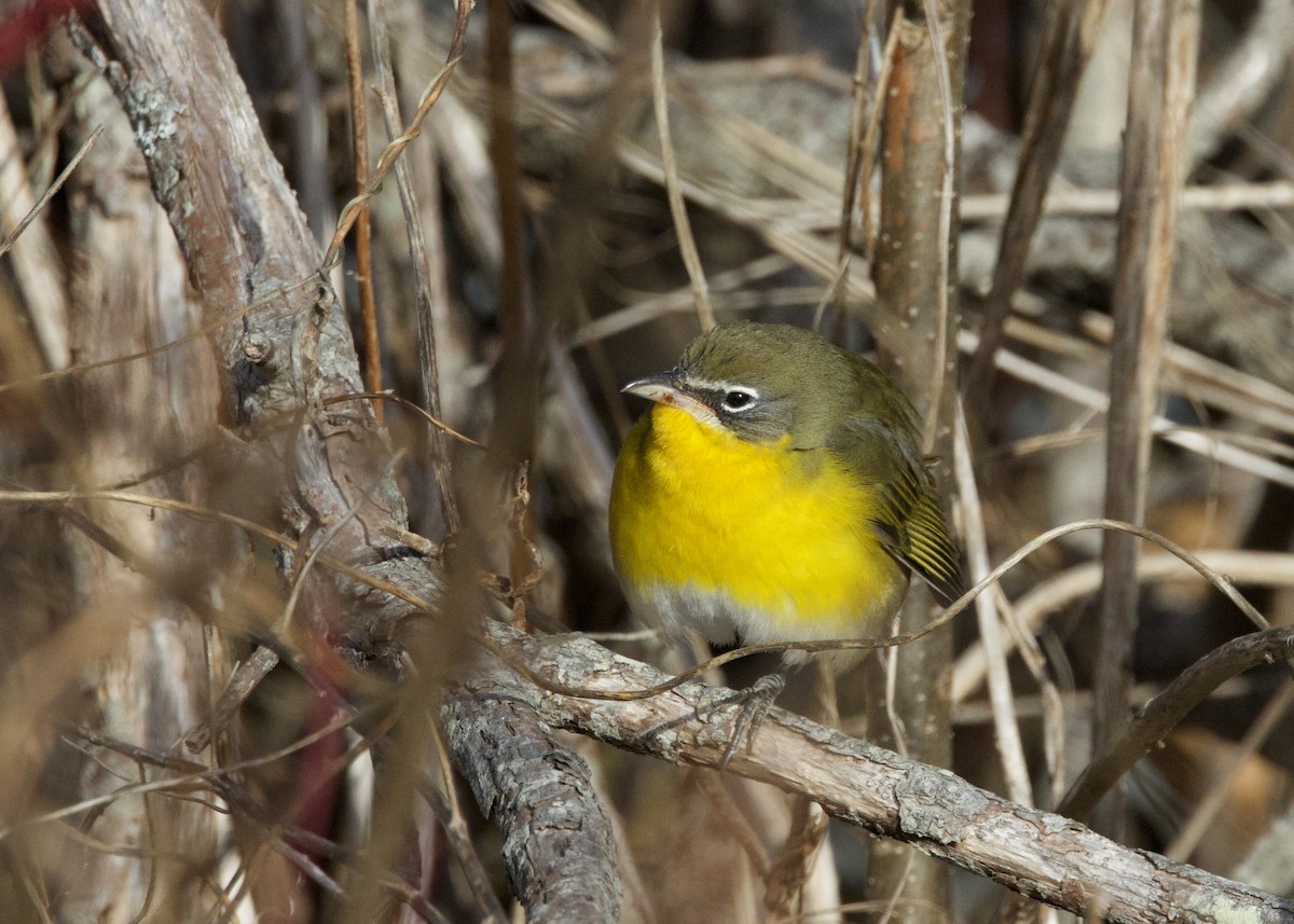Yellow-breasted Chat - ML646533836