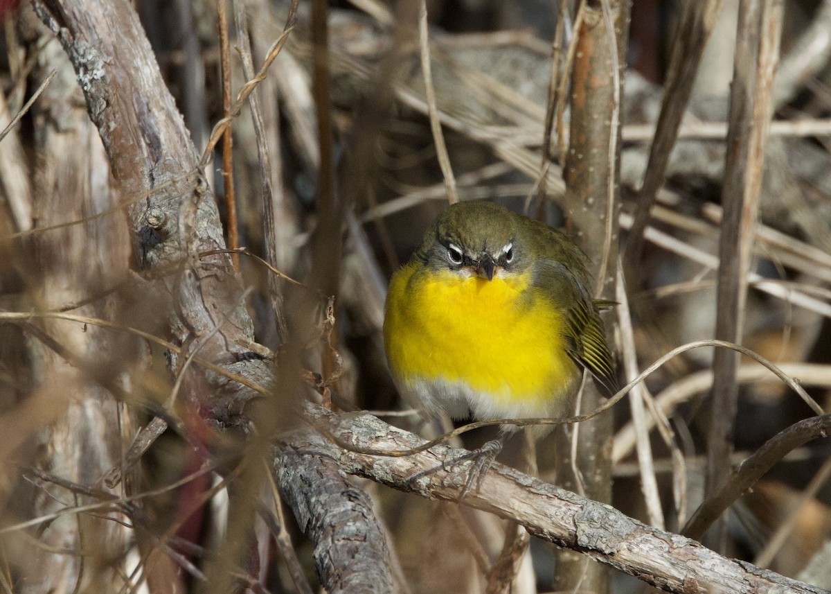 Yellow-breasted Chat - ML646533837