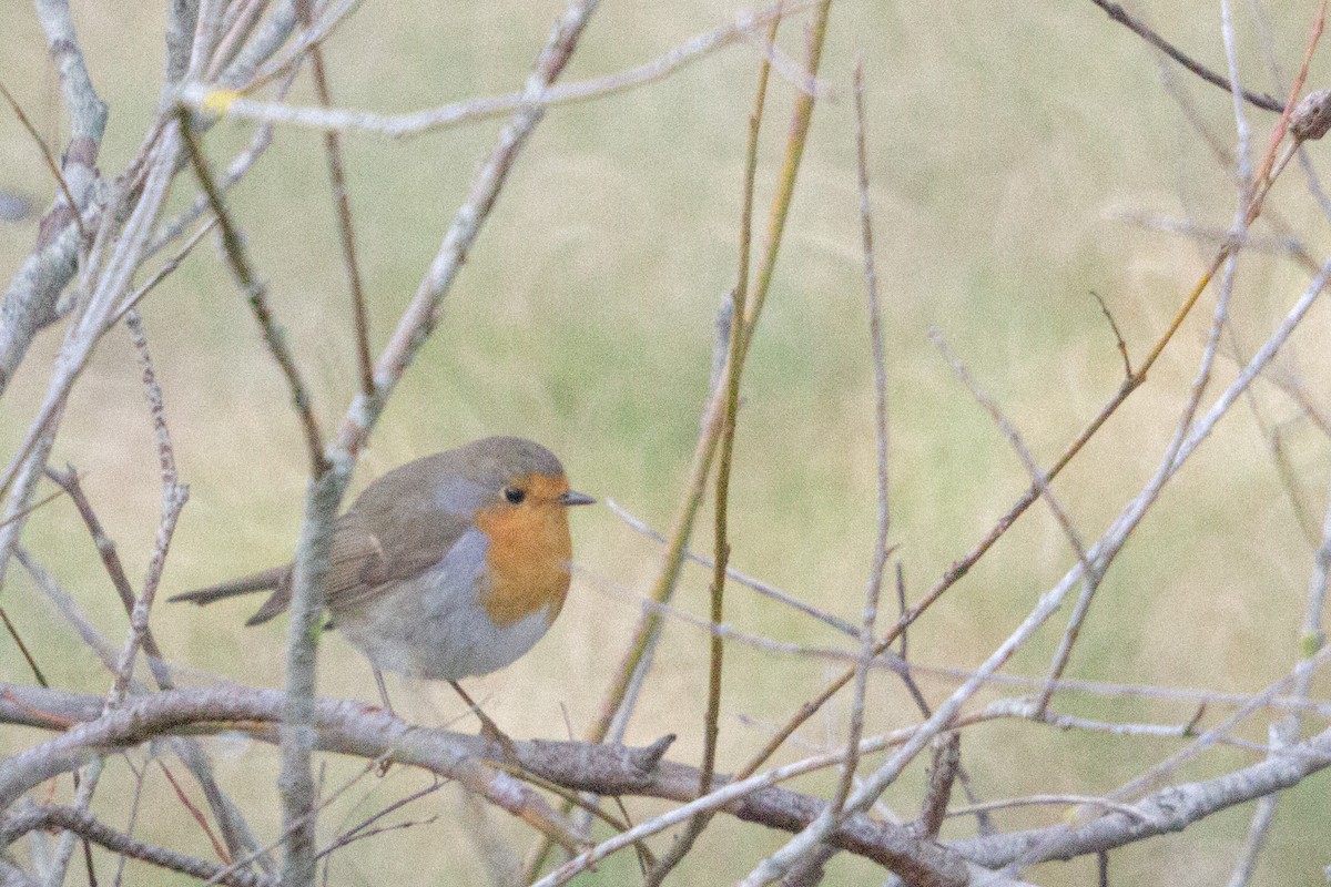 European Robin - ML646533840