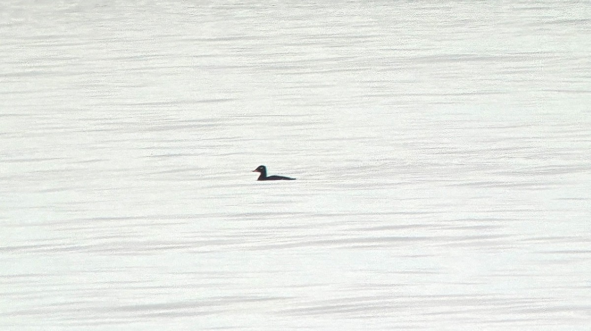 Velvet Scoter - ML646533845