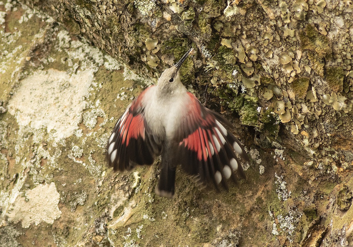 Wallcreeper - ML646533847