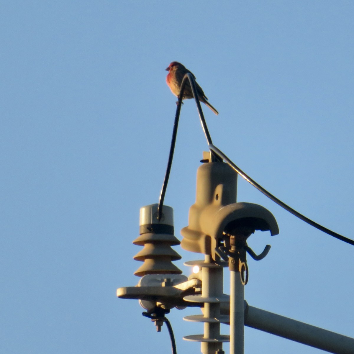 House Finch - ML646533848