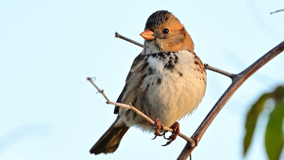 Harris's Sparrow - ML646533849