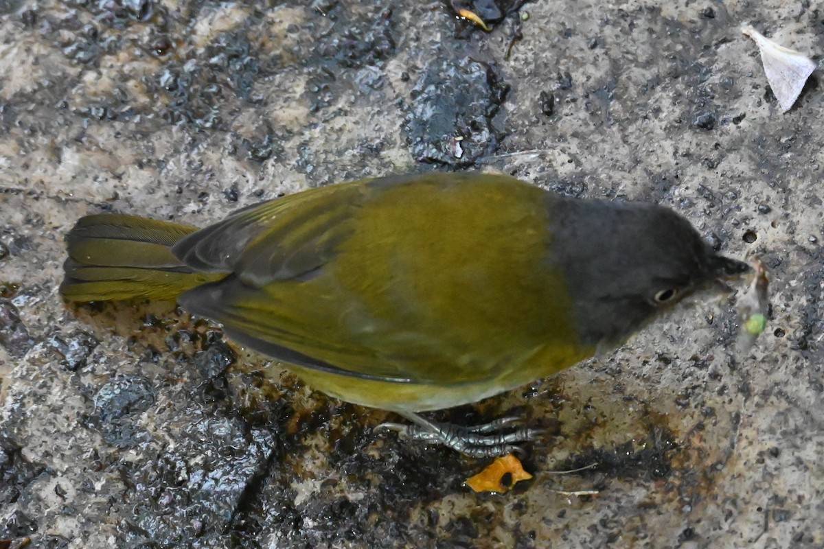 Common Chlorospingus - ML646533850