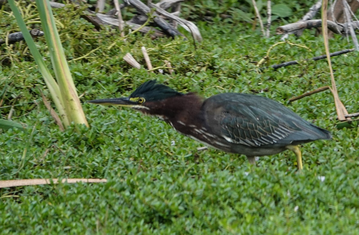 Green Heron - ML646533851
