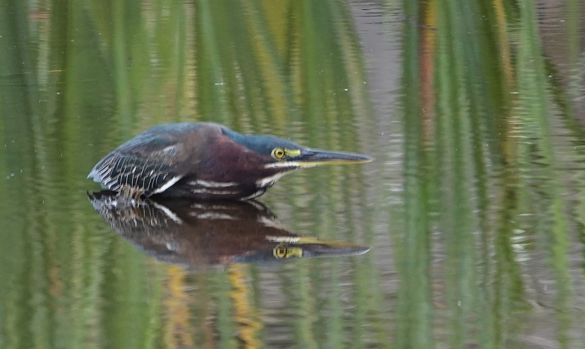 Green Heron - ML646533852