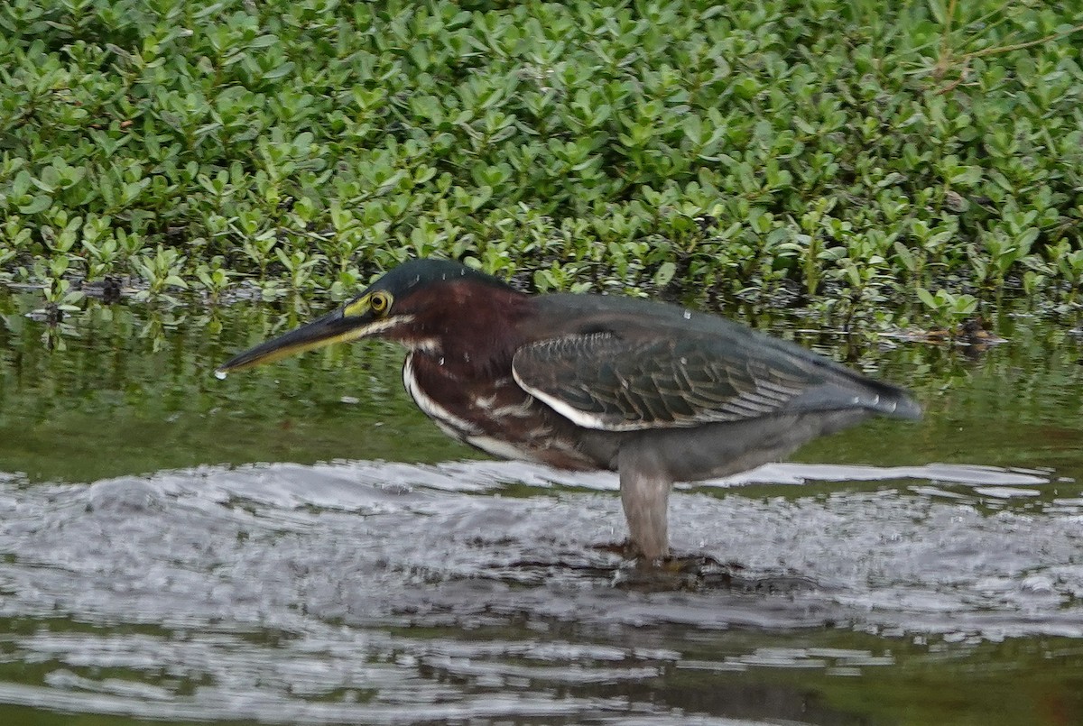 Green Heron - ML646533853