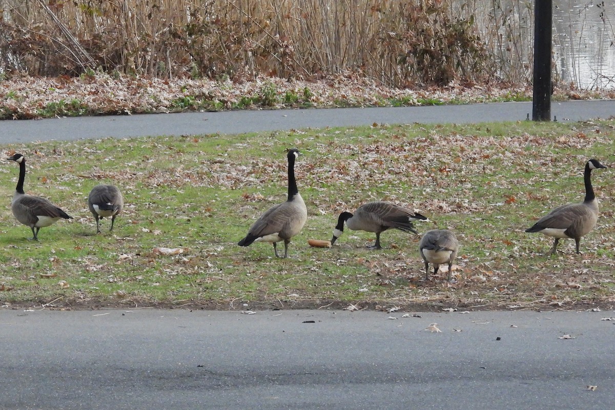 カナダガン - ML646533854