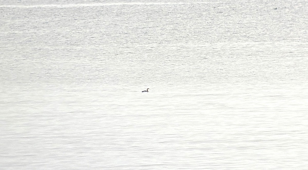 Horned Grebe - ML646533855