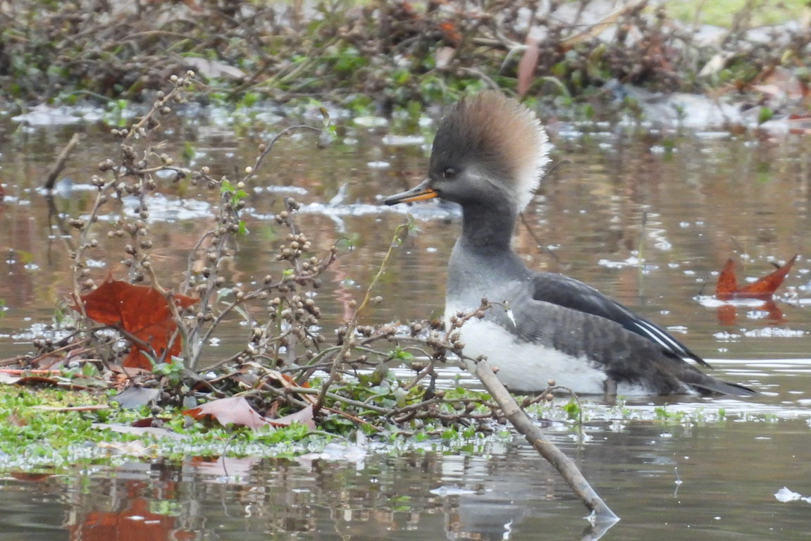 Hooded Merganser - ML646533859
