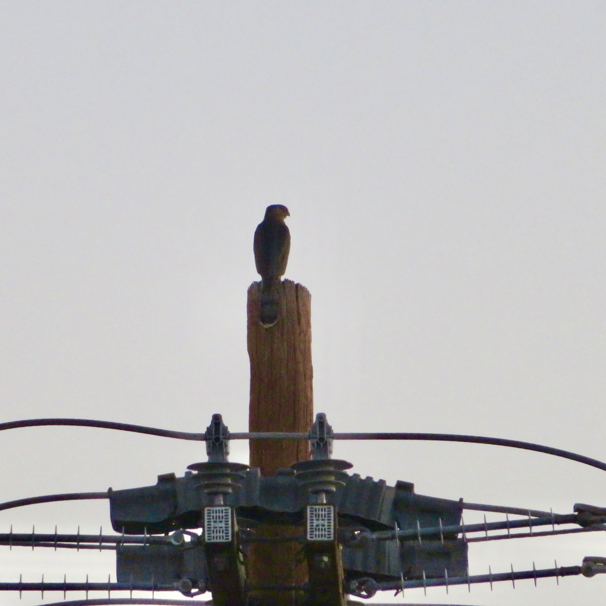 Cooper's Hawk - ML646533860