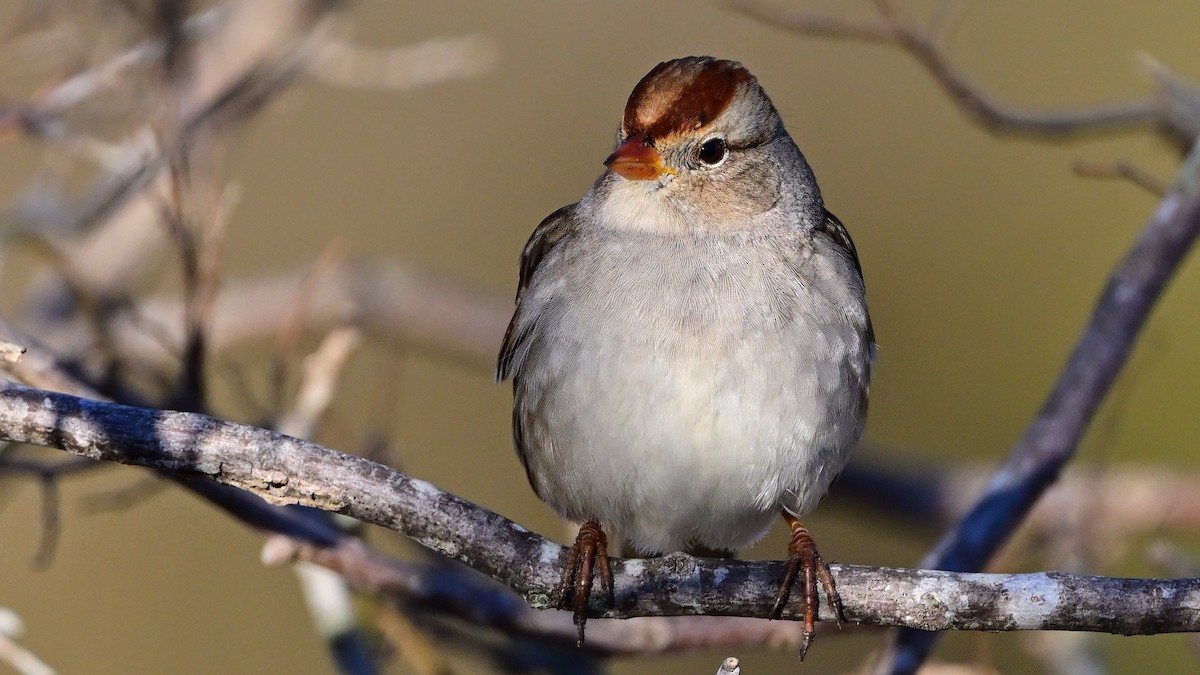 White-crowned Sparrow - ML646533863