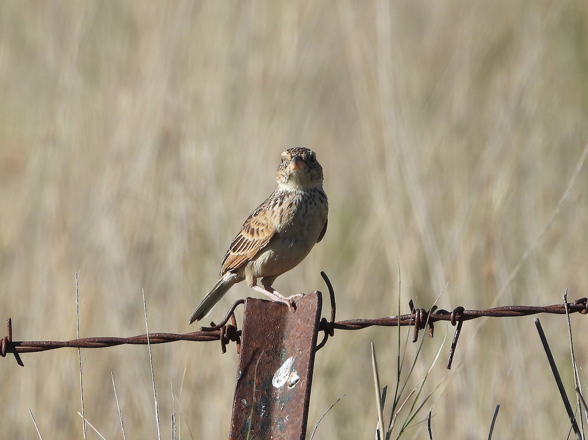 Alondra de Java (grupo javanica) - ML646533867