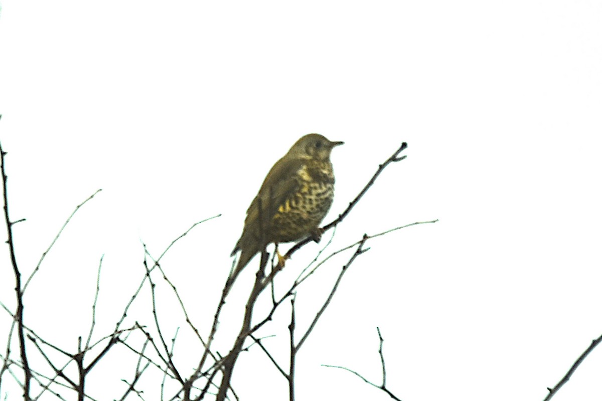 Grive draine - ML646533871