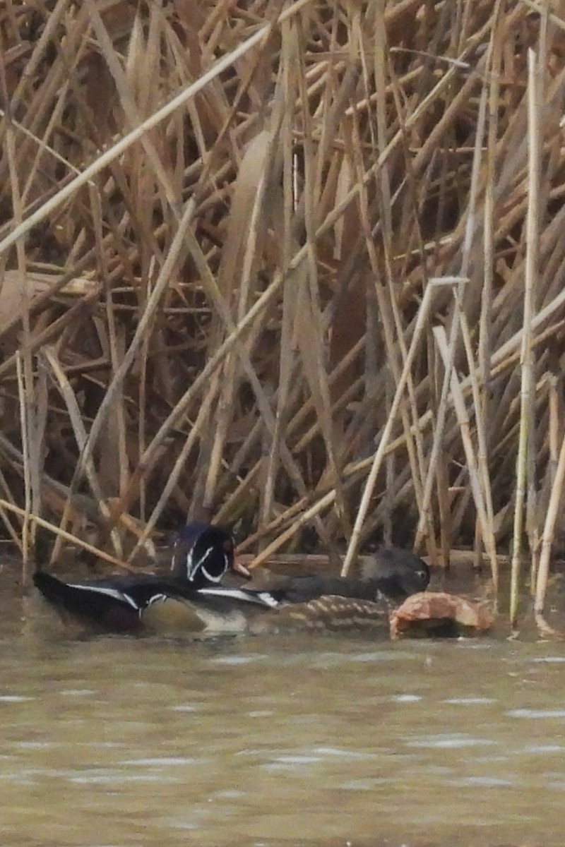 アメリカオシ - ML646533873