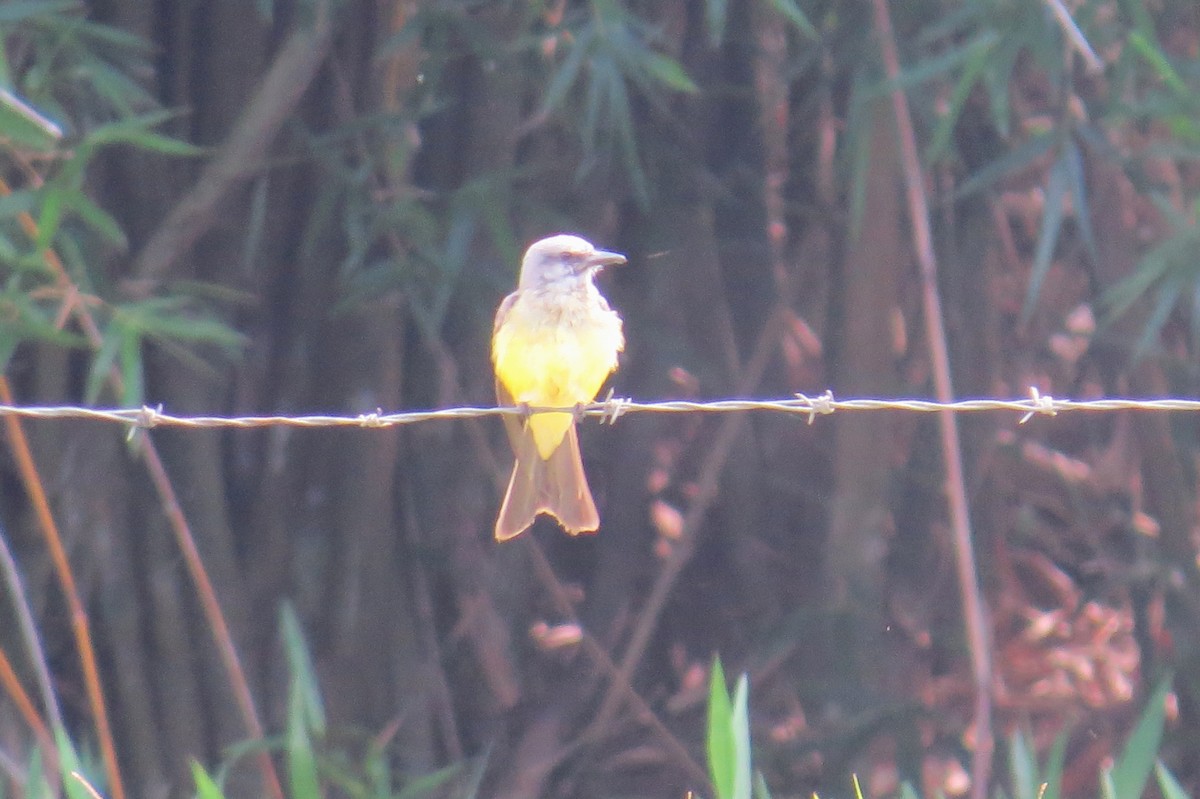 Королевский тиранн - ML646533875