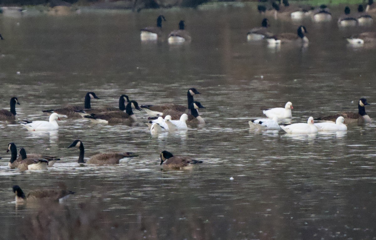 Ross's Goose - ML646533876