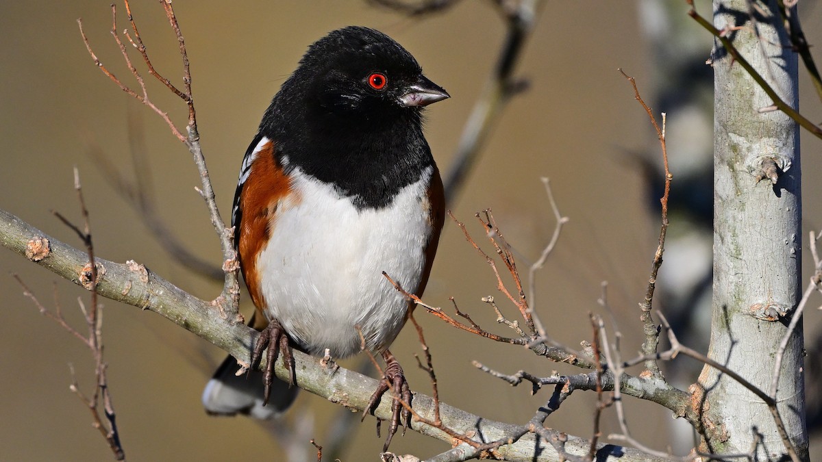 Spotted Towhee - ML646533878