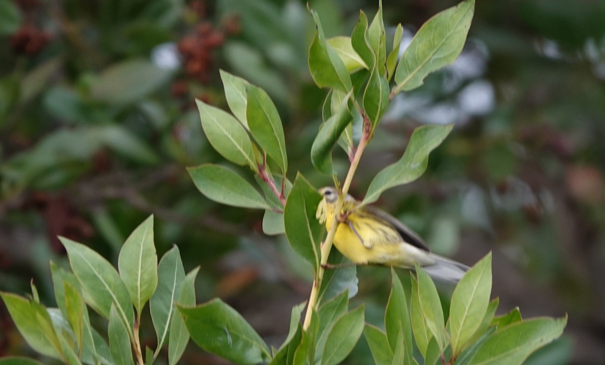 Prairie Warbler - ML646533880