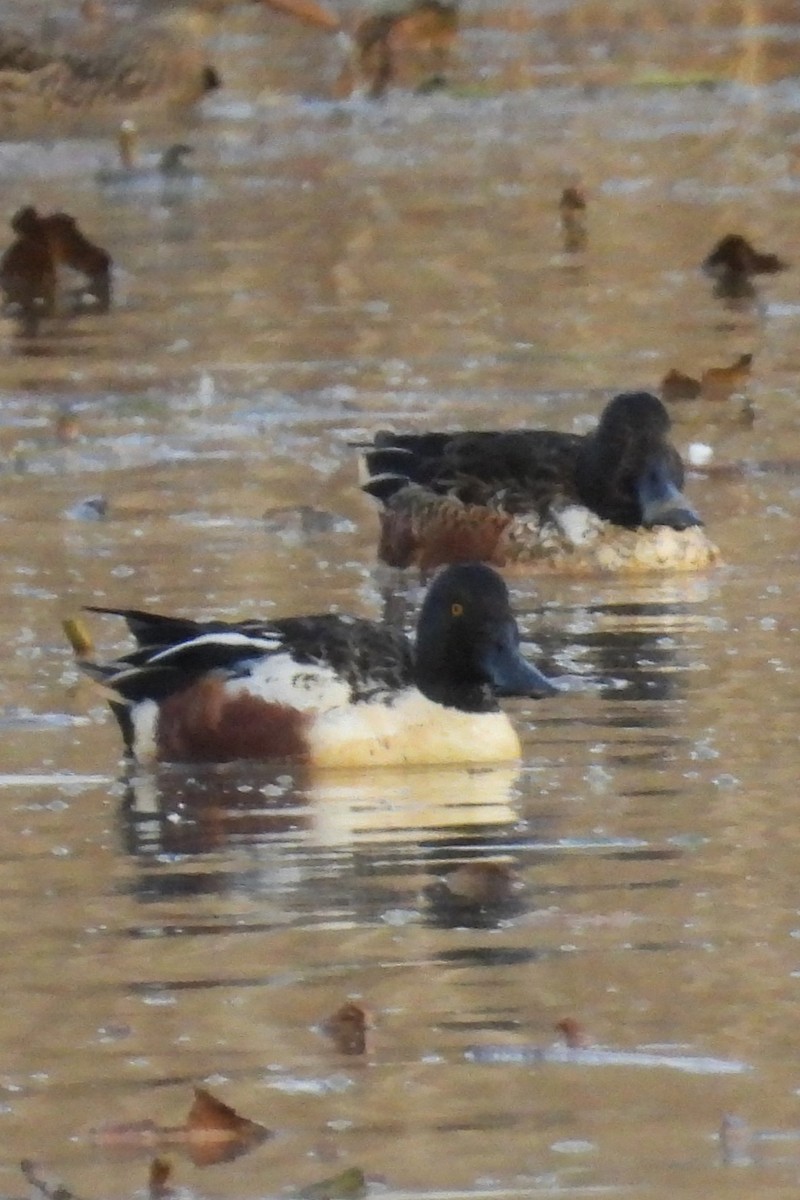 ハシビロガモ - ML646533881