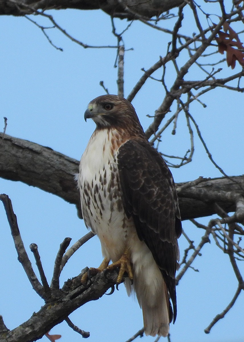 Red-tailed Hawk - ML646533883