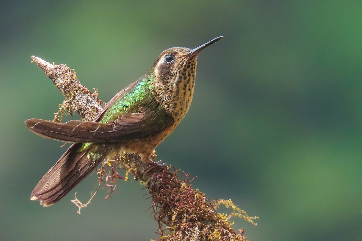 Colibrí Jaspeado (grupo melanogenys) - ML646533884