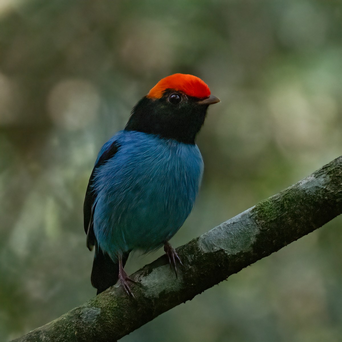 Манакін-червононіг синій - ML646533885