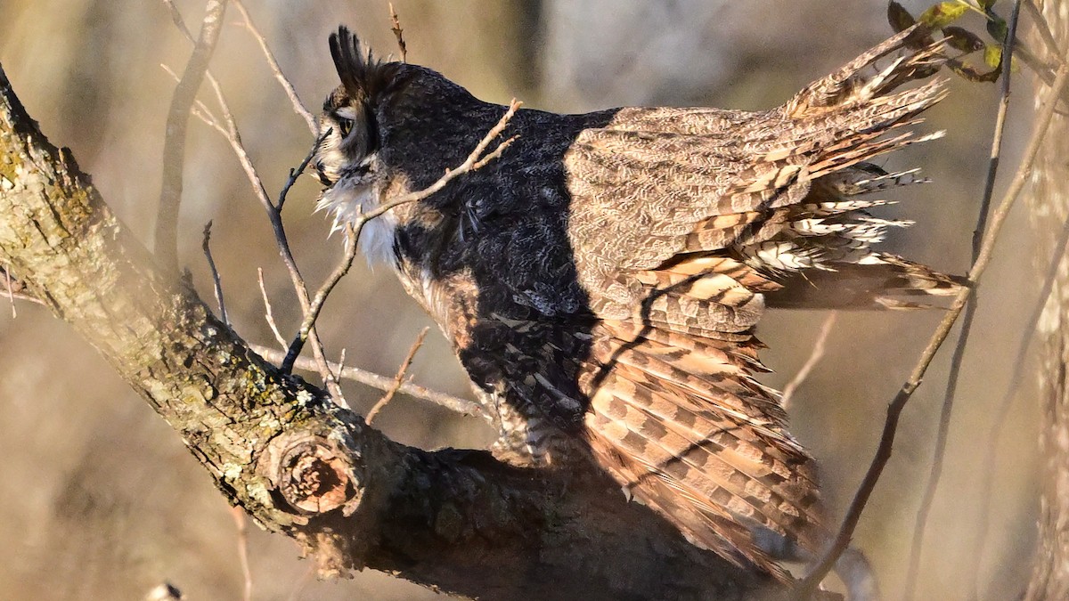 Great Horned Owl - ML646533886