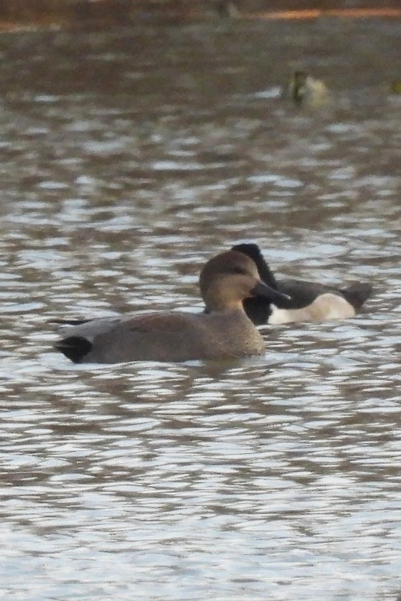 オカヨシガモ - ML646533887