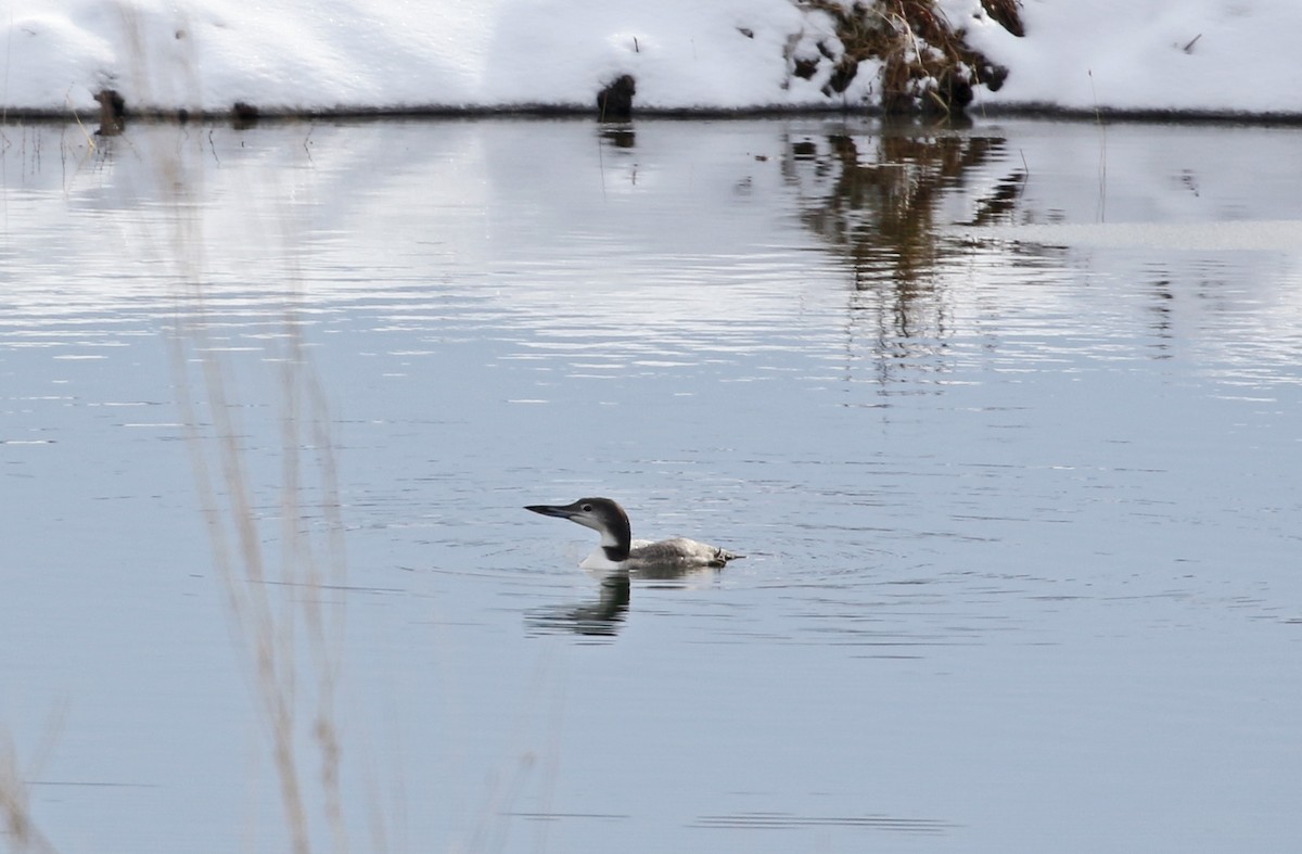 Common Loon - ML646533888