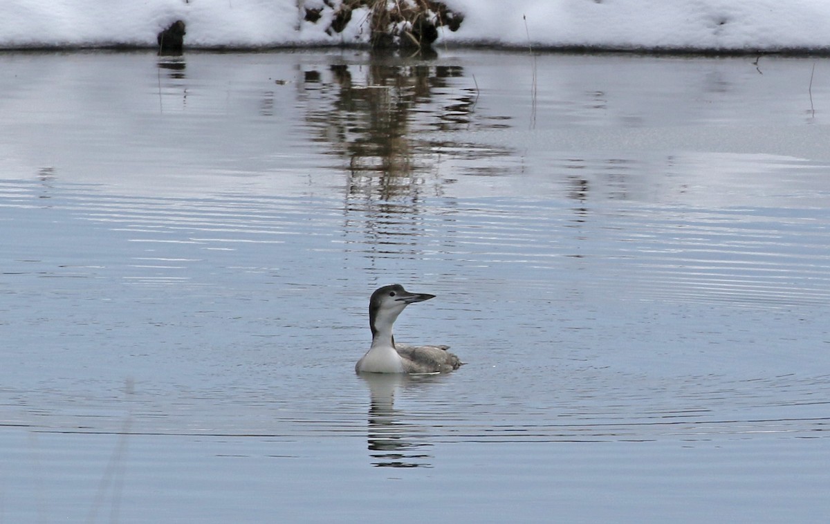 Common Loon - ML646533889