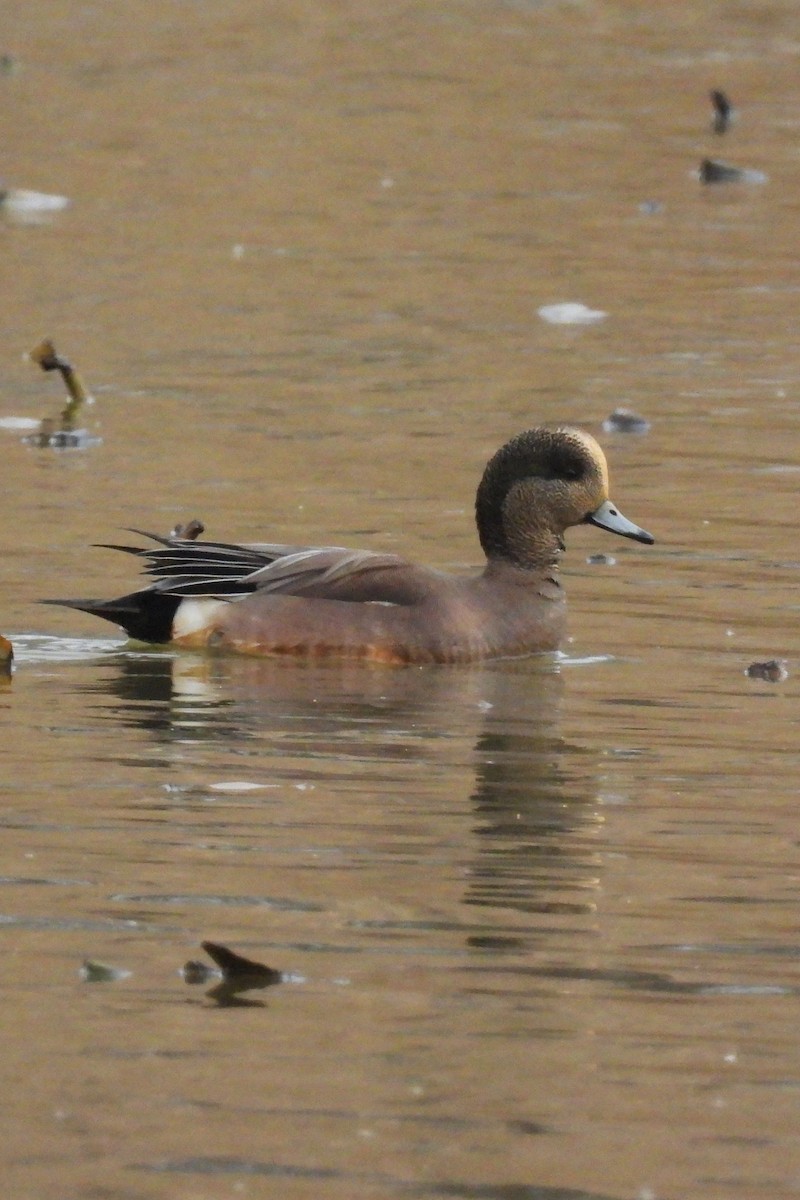 アメリカヒドリ - ML646533891