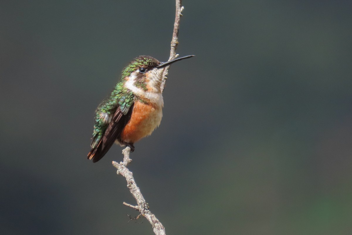 Ak Göbekli Ormanyıldızı - ML646533892